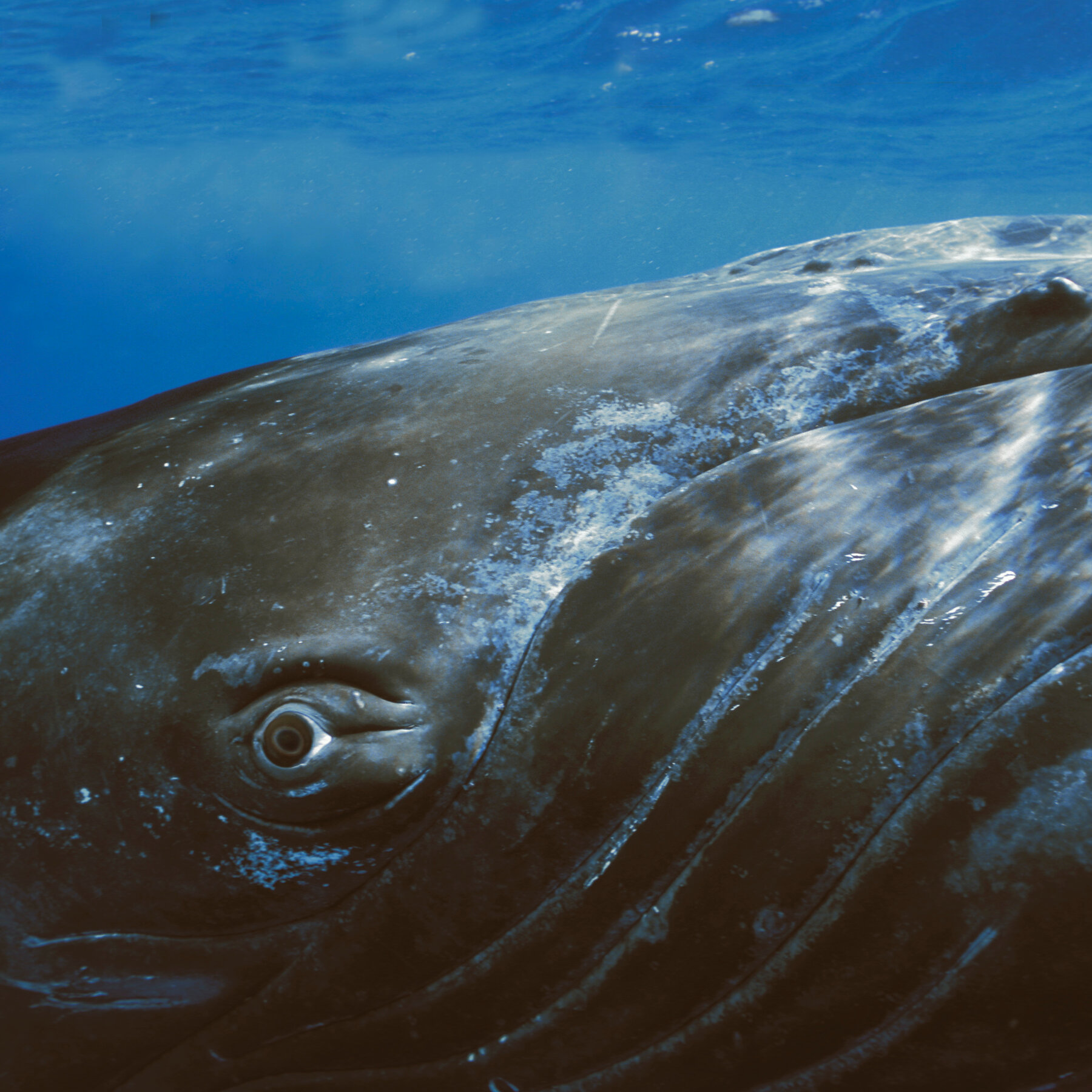 Sperm Whales: Species with the largest brains